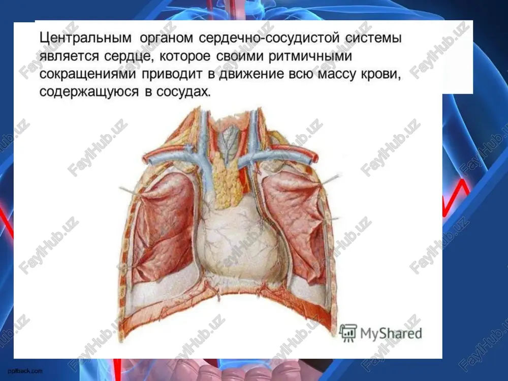 hastoti i sili serdechnix sokrasheniy perifericheskoe soprotivlenie, kotoroe zavist ot tonusa mishechnix stenok arteriol ob'ema tsirkuliruyushey krovi sistolicheskoe (maksimalnoe) davlenie - davlenie, otrajayushee sostoyanie miokarda levogo jeludochka - 100-120 mm rt. st. diastolicheskoe (minimalnoe) davlenie - xarakterizuet tonus arterialnix stenok. ravno 60-80 mm rt. st. pulsovoe davlenie - eto raznost mejdu sistolicheskim i diastolicheskim davleniem, ono neobxodimo dlya otkritiya polulunnix klapanov aorti i legochnogo stvola vo vremya sistoli jeludochkov. velichinu ad mojno izmerit dvumya metodami: pryamim i nepryamim. pri izmerenii pryamim, ili krovavim, metodom v tsentralniy konets arterii vstavlyayut i fiksiruyut iglu, kotoruyu rezinovoy trubochkoy soedinyayut s manometrom. etim sposobom registriruyut ad vo vremya operatsii na serdtse. v meditsinskoy praktike izmeryayut ad nepryamim, ili kosvennim (zvukovim), metodom pri pomoshi tonometra. termini i ponyatiya. perikard – okoloserdechnaya sumka; epikard – narujniy serozniy sloy; miokard – sredniy mishechniy sloy; endokard – vnutrenniy sloy; arterii – sosudi, nesushie krov ot serdtsa, “gladkie vozduxonositeli”, …