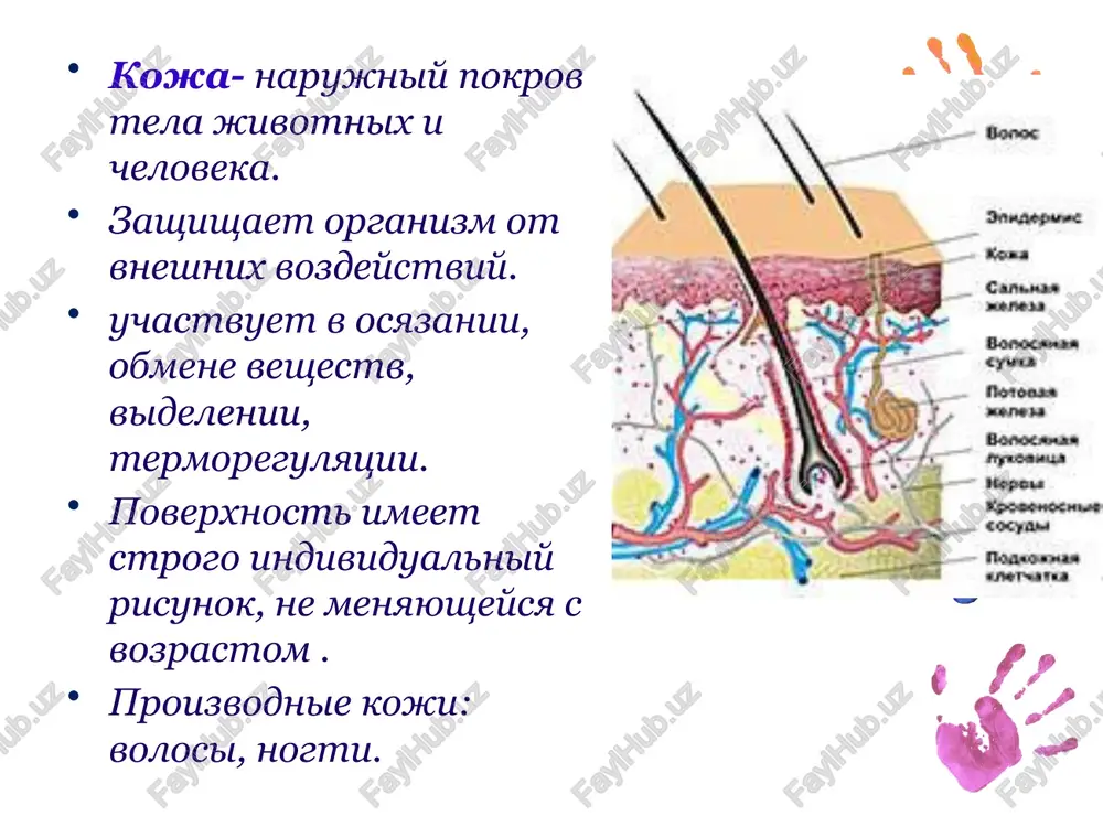 terianalizatorining yoshga oid xususiyat va gigiyen nasi - Page 5