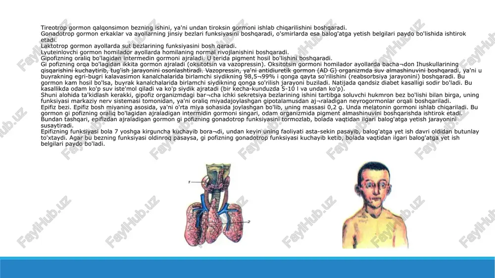 m yuritiladi. bu gormonlar arterial qon bosimini oshiradi, yurak qisqarishini tezlashtiradi, to'qimalarda moddalar almashinuvini kuchaytiradi. odam hayajonlanganda, achchiqlanganda, qo'rq¬qanda katexolamin hosil bo'lishi kuchayadi. shuning uchun bun¬day holatlarda odamning arterial qon bosimi ortadi, teridagi qon tomirlari torayadi va rangi oqarib, yurak urishi tezlashadi. odam qattiq ta'sirlanib, stress holati yuzaga kelganda buyrak usti bezlari¬ning funksiyasi kuchayadi, uning po'stloq va miya qismlarida gormonlar ko'p hosil bo'ladi. buning natijasida organizmning noqulay ta'sirga nisbatan chidamliligi ortadi. shunday qilib, buyrak usti bezlari organizmni himoya qilishda ishtirok etadi. buyrak usti bezining ichki qavatida adrenalin ishlanib chiqi¬shi kamaysa, addison, ya'ni bronza kasalligi yuzaga keladi. bu ka¬sallikka chalingan odam terisi bronza rangiga o'xshab qoladi, muskullari bo'shashadi, ozadi, qon bosimi pasayadi, tez charchaydi, jismoniy ish qobiliyati pasayadi. image1.jpeg image2.jpeg image3.jpeg image4.jpeg image5.jpeg /docprops/thumbnail.jpeg ficitd omar
