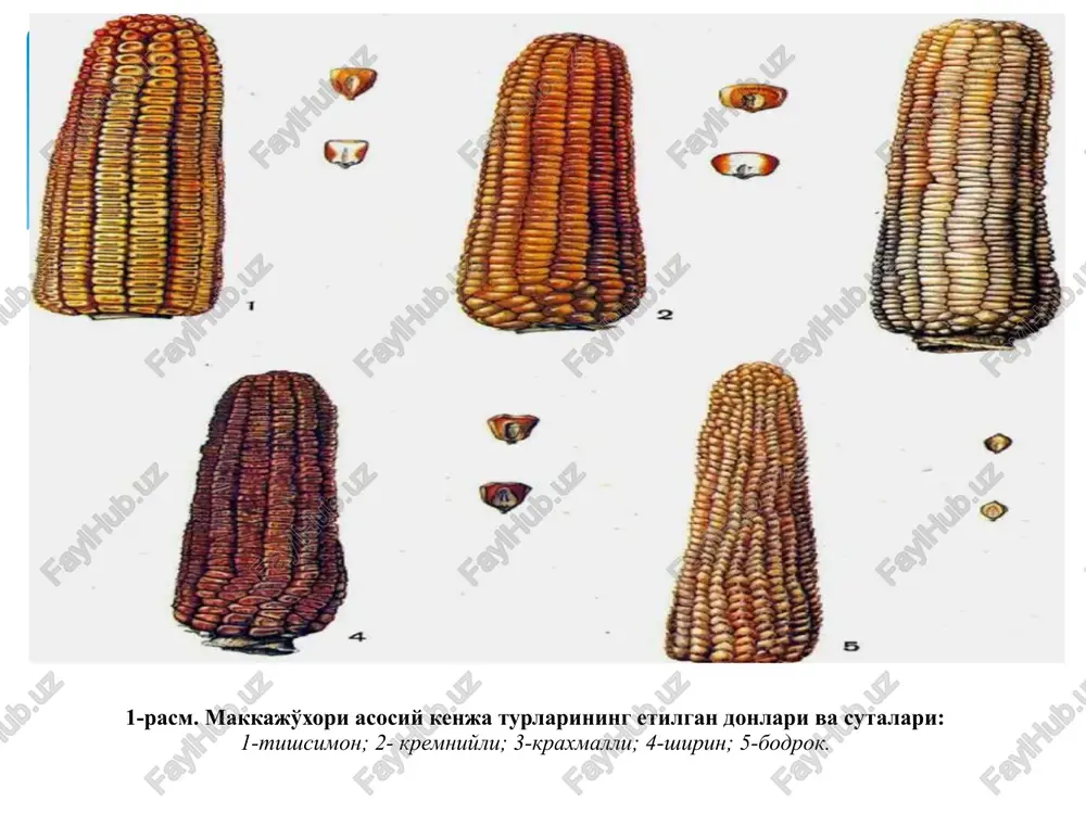 i, ming so'm/ga image2.jpeg image3.png wn ja i! wa inna sil /docprops/thumbnail.jpeg