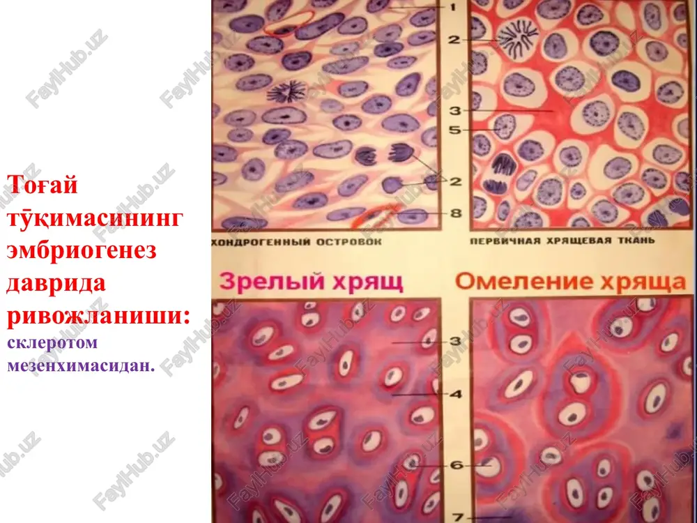 5.jpeg image56.jpeg image57.jpeg image58.wmf image59.gif image60.jpeg image61.jpeg spenbin xpauy omenenve xpaua periosteum fibrous layer of capsule synovial membrane cavity articular cartilage spongy bone compact bone marrow cavity monepeyhbia paspes yurctok trbepcobo chctemdi empehhon kocth yeaobeka (no a.a. makchmoby ) trbepcob krhaa fea tarcthhkk poadkmahob. maockoctd krhra kocthdie trbepcoba kakaadli chctema, kocthaa cema pacroanikenaa trbepcob koaaatehobdix boaokoh b kocthdix cbetadie krhra marcthhkax, coctrbastoulwx marcthhkh tabepcoby chctemy synthesis of lementary collagen on granular reticulum direct extrusion from ground cytoplasm final elaboration in golgi matrix amino acid precursors linkage sugars sulphation specific interaction of mucoprotein added and and between collagen synthesis at polysaccharide completion filaments and ribosomes chains initiated | of chains proteoglycans osteoclast nucleus microenvironment of low ph and lysosomal enzymes endochondral ossification secondary osaificaton artioular = center cartilage 2 epiphyseal blood vessel seer deteriorating cartilage ( hyatine amy). matrix ~ cartilage \ epiphyseat con — cmetica formation medullary cortege conter_ ~ …