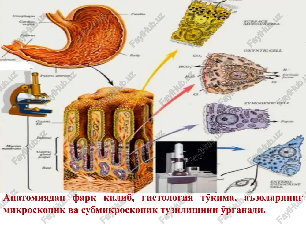 lazmatik tӯr (eps) granulyarnoy eps proisxodyat sleduyushie protsessi: 1) sintez na ribosomax peptidnix tsepey eksportnix, membrannix i lizosomnix belkov 2) folding belkov 3) izolyatsiya etix belkov ot gialoplazmi 4) nachalnaya ximicheskaya modifikatsiya etix belkov i ix transport (vnutri eps i s pomoshyu otdelnix puzirkov) donasiz endoplazmatik tӯr (eps) sintez uglevodov, jirov i steroidnix gormonov. kompleks goldji kompleks goldji vipolnyayut sleduyushiy perechen osnovnix funktsiy. 1) segregatsiya (otdelenie) sootvetstvuyushix belkov ot gialoplazmi i ix kontsentrirovanie, 2) prodoljenie ximicheskoy modifikatsii etix belkov, 3) sortirovka dannix belkov na lizosomnie, membrannie, eksportnie 4) vklyuchenie belkov v sostav sootvetstvuyushix struktur – budushix lizosom ili transportnix puzirkov, migriruyushix k plazmolemme. lizosoma peroksisoma katalaza funktsiya lizosom – vnutrikletochnoe perevarivanie makromolekul no, krome togo, v lizosomax razrushayutsya i produkti endotsitoza, t.e. rastvorennie veshestva ili tverdie chastitsi, zaxvachennie kletkoy iz okrujayushey sredi. peroksisomi obrazuyut peroksid vodoroda, no i bistro ego razrushayut – s pomoshyu katalazi i peroksidazi. tak, katalaza stimuliruet …