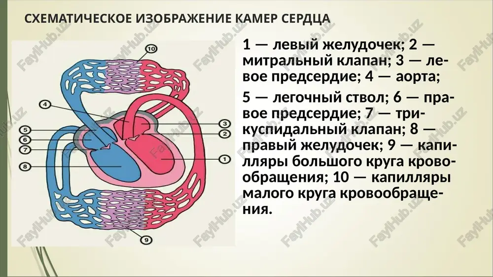 ya – verxushechniy tolchok smeshyon vlevo. na verxushke inogda opredelyaetsya sistolicheskoe drojanie —ekvivalent sistolicheskogo shuma mitralnoy regurgitatsii v tyajelix sluchayax pri bolee virajennoy legochnoy gipertenzii i vozniknovenii gipertrofii i dilatatsii pj u bolnix mojno obnarujit usilenniy i razlitoy serdechniy tolchok, lokalizuyushiysya v iii–iv mejrebere sleva ot grudini, a takje epigastralnuyu pulsatsiyu. perkussiya – granitsi otnositelnoy serdechnoy tuposti smesheni vverx i vlevo. mitralnaya konfiguratsiya pri nedostatochnosti dvustvorchatogo klapana sochetaetsya so smesheniem levogo kontura serdtsa vlevo auskultattsiya – 1 ton na verxushke oslablen, 2 ton ne izmenyon esli net virajennoy legochnoy gipertenzii, pri razvitii legochnoy gipertenzii vislushivaetsya aktsent 2 tona na legochnoy arterii chasto rassheplenie 2 tona na legochnoy arterii chasto u verxushki vislushivaetsya 3 ton na verxushke sistolicheskiy shum irradiiruyushiy vlevo v podmishechnuyu oblast sistolicheskiy shum mitralnoy nedostatochnosti sleduet neposredstvenno za i tonom ili slivaetsya s nim. on imeet lentovidnuyu ili veretenoobraznuyu formu, zanimaya 2/3 ili vsyu sistolu. shum vislushivaetsya na …