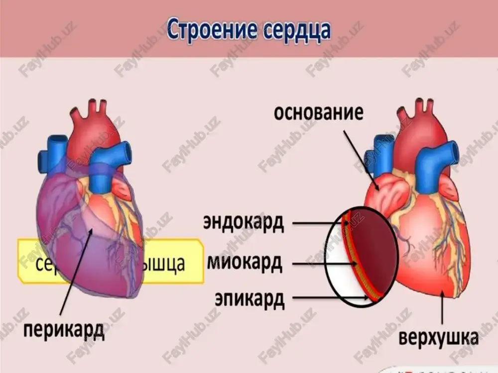apanov (revmaticheskiy valvulit). porajenii mitralnogo klapana: nad verxushkoy serdtsa vislushivaetsya virajenniy, prodoljitelniy, duyushiy sistolicheskiy shum mitralnoy regurgitatsii zanimaet ne menee 2/3 sistoli, primikaet k i tonu, ubivayushey formi. provoditsya v podmishechnuyu yamku i sushestvenno ne izmenyaetsya pri dixanii, peremene polojeniya tela, a posle fizicheskoy nagruzki on daje usilivaetsya stoykiy v techenie sutok endokardit porajenie aortalnogo klapana: nad aortoy viyavlyaetsya tixiy, duyushiy protodiastolicheskiy shum aortalnoy regurgitatsii mojet bit nepostoyannim i luchshe vislushivaetsya v tretem mejrebere u levogo kraya grudini (tochka botkina—erba), posle glubokogo vidoxa i pri naklone bolnogo vpered. chashe vsego formiruetsya mitralniy stenoz ili kombinirovanniy mitralniy porok, reje — izolirovannaya mitralnaya nedostatochnost i poroki aortalnogo klapana. endokardit miokardit ochagoviy diffuzniy klinika: kolyushie, noyushie ili anginoznie boli v oblasti serdtsa, irradiiruyushie v levuyu ruku; pereboi v rabote serdtsa, odishka i serdtsebieniya pri fizicheskoy nagruzke; ob'ektivnoe obsledovanii: labilnost pulsa i taxikardiya, kotoraya neproportsionalna lixoradke, soxranyaetsya vo vremya sna i pri uluchshenii obshego …