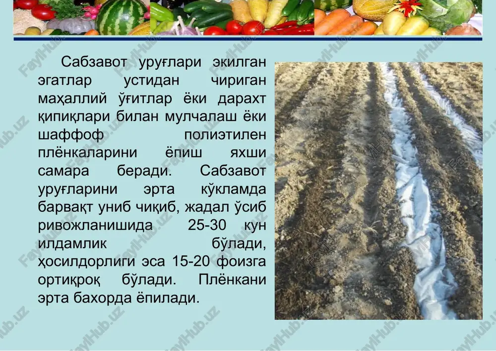 lish uchun har bir gektar erga n 175-220 p 130-160 k 80-100 kg/ga sof holda beriladi.fosforli o'g'itlarning 75%,kaliyli o'g'itning hammasi erni haydash paytida solinadi.fosforli o'g'itning 25% erni baronalab egat olish davrida beriladi.azotli o'g'itlarning hammasi vegetatsiya davrida ikkiga bo'lib beriladi.birinchi oziqlantirish o'toq qilib o'simlik soni siyraklashtirilgandan so'ng,ikkinchisi esa ,2-3 chinbarg paydo bo'lganda amalga oshiriladi. * nurli 70 ertapishar nav, texnik pishguniga qadar o'suv davri- 90-100 kun. vazni- 90-120 g, degustatsion bahosi 4,0 ball. hosildorligi 25-30 t/ga. erta, o'rta va kechki yozgi muddatlarda ekishga yaroqli. ziynatli o'rtapishar nav, barra holda sotishga etilguncha qadar o'suv davri 45-50 kun va texnik pishguniga qadar o'suv davri 110-120 kun. vazni 80-120 g. hosildorligi 35-40 t/ga. to'qsonbosti va erta baxorgi va kechki muddatlarda ekishga yaroqli. sabzi navlari sabzining farovon navi sabzavot,poliz ekinlari va kartoshkachilik ilmiy-tadqiqot instituti sur-xondaryo ilmiy tajriba stantsiyasida yaratilgan.nav mualliflari hakimov r.a.,aramov m.x.,bahromov b.b.,saitmuratov a.n. qishloq xo'jaligi ekinlari davlat reestriga 2014 yildan kiritilgan.(guvohnoma № 406). …