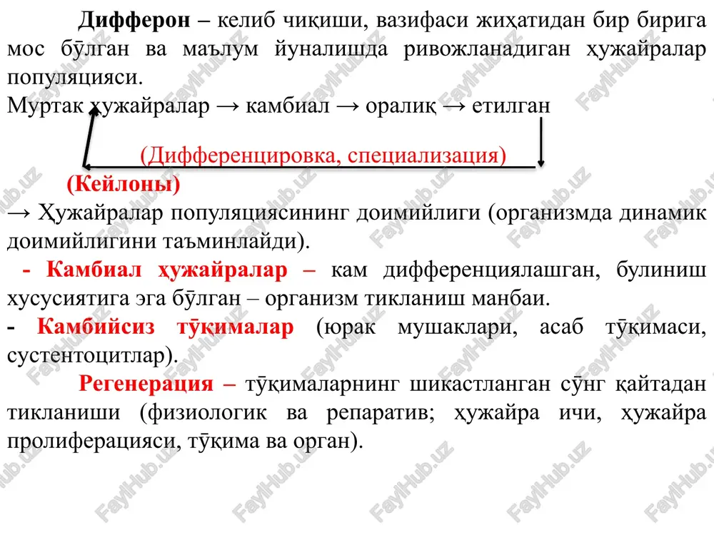 hiqaradi va chiqaruv naylari rivojlanmagan. bezli epiteliy. sekretor tsikli. oshqozon epiteliysi oshqozon osti bezi epiteliysi jigar epiteliysi pogloshenie produktov sekretoobrazovaniya sintez i sozrevanie sekreta nakoplenie sekreta videlenie sekreta sekretor tsiklning stadiyasi hujayraning barcha qismlari oqsilli va oqsil bӯlmagan moddalar hosil bӯlish jarayonida ishtirou etadi. yadro (dnk, transkriptsiya a-rnk, sub'edinitsi ribosom) → biosintez v endoplazmatik tӯr → kompleks goldji, lizosoma, tsitolemma, tsitoskelet. i. bezlarning morfologik klassifikatsiyasi 1. sekretor yoki oxirgi bӯlim tuzilishiga kӯra 2. sekretor qismining tarmoqlanganligiga kӯra chiqaruv naylarining tuzilishiga kӯra sekretor bӯlimi + chiqaruv nayi oddiy – chiqaruv nayi oddiy naysimon tuzilishga ega murakkab – chiqaruv nayi murakkab (tarmoqlangan) ekzokrin bezlar a) «oddiy» – chiqaruv nayi tarmoqlanmagan. b) «tarmoqlanmagan» – sekretor qismi tarmoqlanmagan. v) «naysimon» – sekretor qismining shakliga kӯra. g) «alveolyar» – sekretor qismining shakliga kӯra. d) «murakkab» – chiqaruv nayi tarmoqlangan. e) «tarmoqlangan» – sekretor qismi tarmoqlangan. e) «alveolyar-naysimon» – sekretor qismi memkin alveola shaklida, va naysimon, …