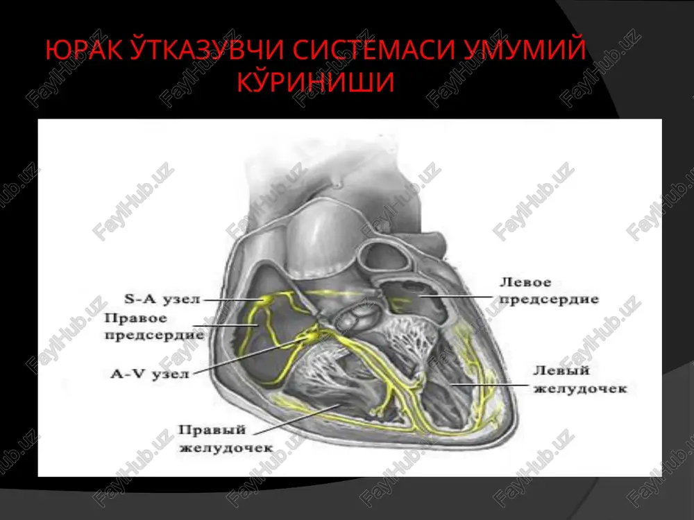 ki novokainamid 0.25 yoki 0.5gr dan 3 maxal buyuriladi. qorinchali ekstrosistoliyalarni davolash qorinchali ekstrosistoliyalarda ko'p xolatlarda ornid va amiodaronni qo'llash yaxshi samara beradi. ornid 5%li 0.5-1ml eritmasi 2 yoki 3 maxal buyuriladi. etmozin 25 mg dan 3 yoki 6 maxal beriladi, 2 5%li 2 -6 ml vena ichiga yuboriladi. lidokain 80 – 100 ml yoki 2%li 4-6 ml vena ichiga yuboriladi. qorincha ekstrosistoliyasida 80-100mgr lidokain 50 ml fiziologik eritma bilan vena ichiga minutiga 17 tomchidan 10 min.dan so'ng 40 mg lidokainni 20 sek.da vena ichiga 30 -60 min.dan so'ng 10%li 10ml novokainamid va 10 ml fiz eritma vena ichiga 1 – 2 soatdan so'ng 10 yoki 20 mg anaprilin ichiriladi 4 - 6 soatdan so'ng 0.2gr xinidin ichishga buyuriladi. qorinchalar trepitaniyasi va qaltirashini davolash qorinchalar fibrilyatsiyasida 4 min davomida shoshilinch yordam ko'rsatilmasa biologik o'limga olib kelishi mumkin. yurakni yopiq massaji va o'pkani sun'iy ventilyatsiyasi amalga oshiriladi. qorincha fibrilyatsiyasida elektroimpuls bilan …