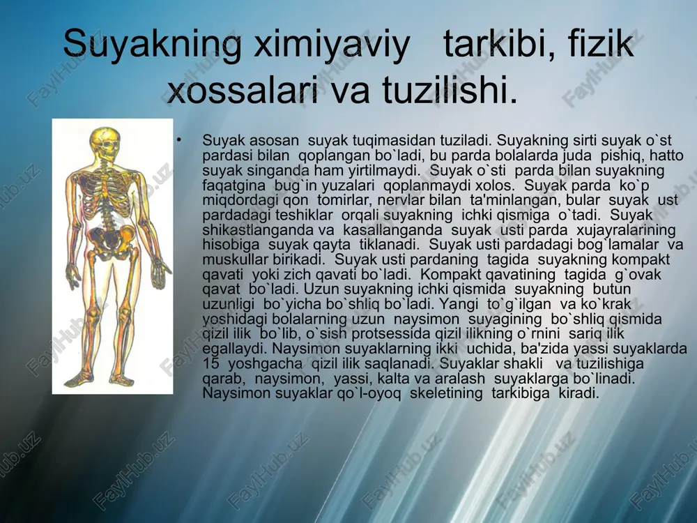 anasining bir tomonga egilishini, skolioz va boshqa patologik holatlarga olib keladi. umurtqa pog`anasining bo`yin va bel qismi juda haraktchan. umurtqa pog`ananing uzunligi erkaklarda 75 sm., ayollarda 68 sm. ga teng. umurqa pog`anasi bukiladi va yoziladi, ung va chapga egiladi, kundalang o`k atrofida buriladi. ko`krak qafasi skeleti. ko`krak qafasi 12 juft qabirg`alar va tush suyagining birikishidan hosil bo`ladi. ko`krak qafasining shakli 2 xil: uzun ensiz va qisqa keng. ko`krak qafasining asosiy shakllari konussimon, silindirsimon va yassi bo`lishi mumkin. ko`krak qafasining shakli bolaning yoshi ortishi bilan o`zgarib turadi. bolaning bir yoshida ko`krak qafvasi konus shaklida bo`ladi. bolaning 12 – 13 yoshlarida uning shakli katta odamnikiga o`xshash bo`ladi. ko`krak qafasining jinsiy farqi 15 yoshdan boshlanadi. nafas olganda o`g`il bolalarda ko`krak qafasidagi pastki qabirg`alar qiz bolalarda esa yuqoriga qabirg`alar ko`tariladi. ko`krak qafasining aylanasida ham jinsiy farq seziladi. 3 yoshdan 10 yoshgacha ko`krak qafasining aylanasi 1 yilda 1 – 2 sm, jinsiy voyaga etish davrida …