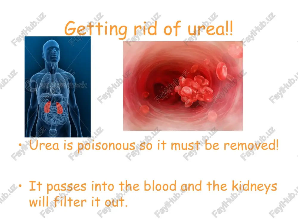 e astort| c3 icheys | is] merosoht povereohe-t.. [[@@ kidney patient guide — so pog 1340 rosoft internet explore = 18) x} gd ® pbf hieosst tadneypatientquide.org.uksie/hoanimn php ba) 44]] bl a haemodialysis: dialysate out blood in if the pressure in the dialysate chamber is decreased, the process of ultrafiltration is speeded up - resulting in quicker water removal decrease pressure? blood out w ‘appening in emotional effects diet membrane dialysate in financial implications click on the green button above to start the animation holidays carers, family and friends support groups e astort| c3 icheys | is] merosoht povereohe-t.. [[@@ kidney patient guide — so pog 1340 rosoft internet explore = 18) x} gd ® pbf hieosst tadneypatientquide.org.uksie/hoanimn php ba) 44]] bl a haemodialysis: dialysate out blood in dialysate pressure has been decreased, resulting in rapid water ultrafiltration blood out w ‘appening in emotional effects diet membrane dialysate in financial …