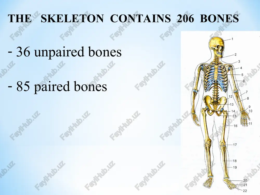general osteology - Page 5