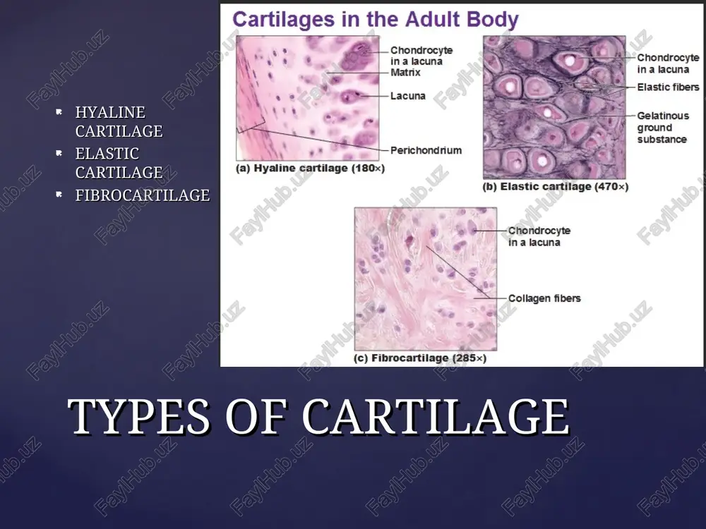 cartilage and bone - Page 5