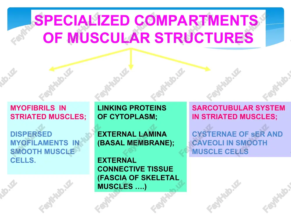 description of muscle tissue classification - Page 5