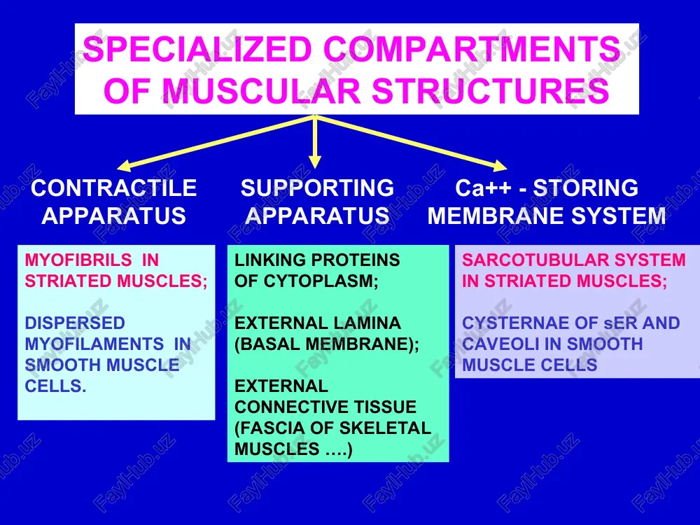 muscle tissue classification - Page 5