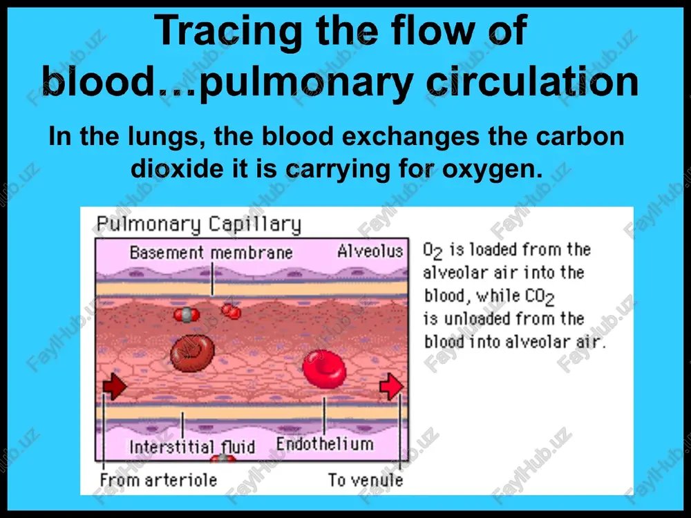 t permitted| capillaries — atericle venule tery capilanies tissueccells, «= vein tracing the flow of blood... the arterioles tracing the flow of blood... the capillaries capillary microcirculation blood flow yi interstitial fluid hydrostatic pressure ostnatic pressure capillary —=— venous end o oxygen red blood from lungs ce oxygen released to tissue cells hemoglobin molecules oxygen bonded with hemoglobin molecules tracing the flow of blood... the venules capillaries = arteriole venule artery capillaries tissue cells ven precapillary : tigers muscle fibers (cells) tiraciling thie flow ot llood... the velns normal one-way vein valves blood flowing healthy valve to heart prevents reverse blood flow tracing the flow of blood... the veins tracing the flow of blood... the veins circulatory sys tem the end