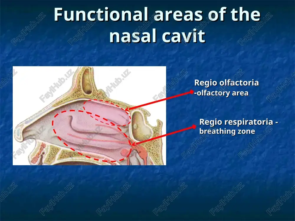 drug from another - is removed from the liquid contents by means of pathologic surgical suction. besunksion way to treat sinusitis unit overview "yamik catheter" exhaustion of pathologists-cal content and administration of the drug x-ray picture of acute sinusitis the decrease in the transparency of the projection of the frontal sinus. puncture of frontal sinus layout for trepanopunction frontal sinus trepanopunction stages of the operation by the method of caldwell-luc mucosal incision under the lip of 3.4 as a painter. exposing the canine fossa and sinus is opened with the removal of pathological tissues. performed with nasal sinus post-tew bands on the inferior course. operation ritter-janssen 1-incision brow with the transition to a side slope of the nose 2-placental tissue 3-opened the front wall of the frontal sinus 4-post of the frontal sinus from the nasal cavity department of ent diseases of tashkent medical academy www.tma.uz thank you for your …