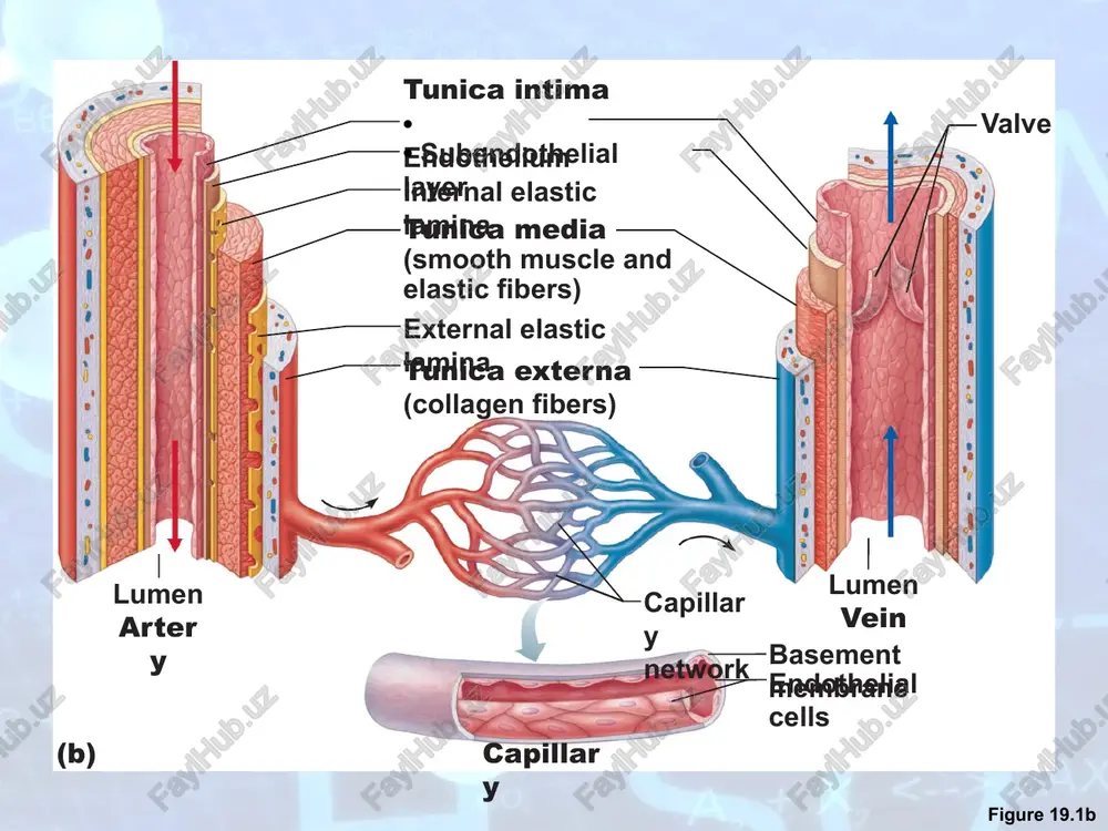 natomy average relative tissue makeup vessel type/ illustration* lumen diameter (d) =e) os) el 2 and wall z| 7] bl 3 thickness (t)|] 2 | © | =| & el] wy a fej g jw |g |23 a gr £ fe aw s|; d:9.0 um —_— capillary t20.5m y d: 20.0 um venule t:1.0 um = lm d:5.0 mm [| vein t:0.5mm l *size relationships are not proportional. smaller vessels are drawn relatively larger so detail can be seen. see column 2 for actual dimensions. copyright © 2010 pearson education, inc. blood pressure (mm hg) =\ —_ in) in o ror) r=) ns) o ro) r=) r=) ro) ro) ro) /docprops/thumbnail.jpeg blood vessels