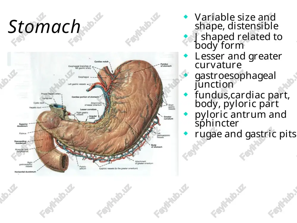 the abdomen functional anatomy 212 - Page 5