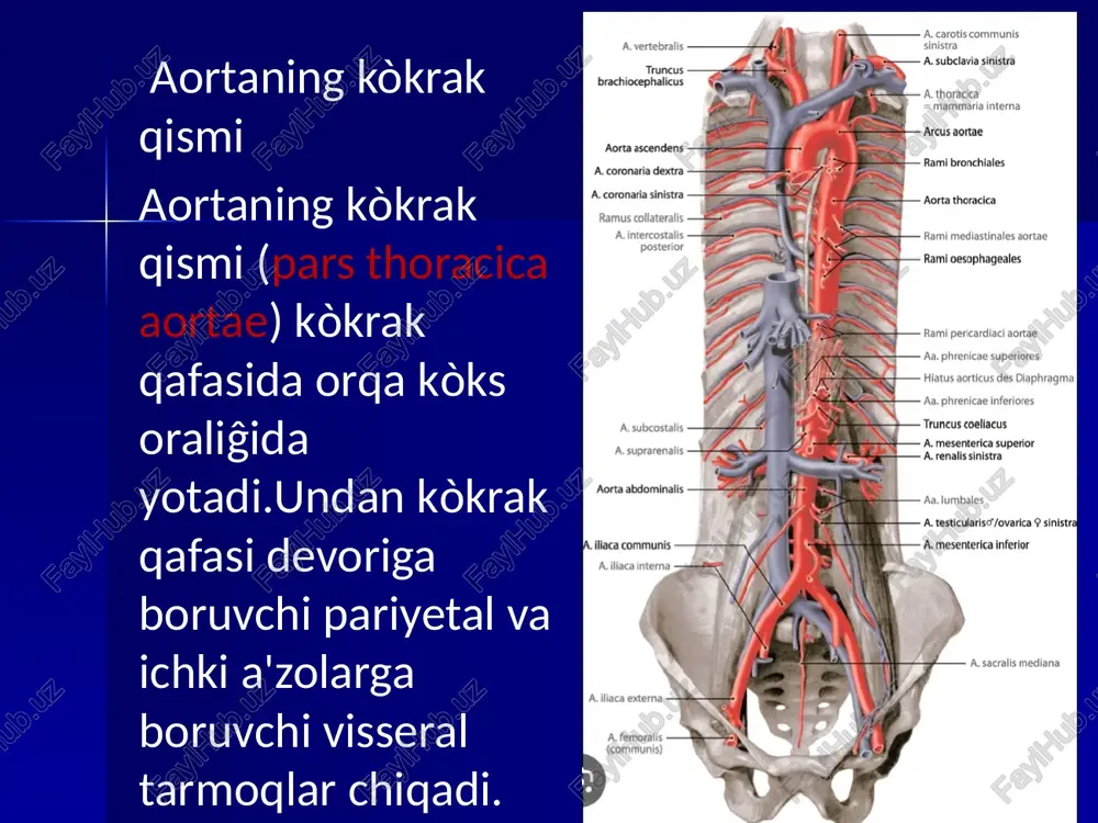rior anterior) òn ikki barmoq ichakka òn ikki barmoq ichak tarmoqlari (rr.duodenales) va oshqozon osti bezining boshchasiga oshqozon osti bezi tarmoqlarini (rr.pancreatici) beradi. 3.taloq arteriyasi (a.splenica) oshqozon osti bezining ustki qirrasi bòylab yònalib oshqozon osti beziga oshqozon osti bezi tarmoqlari (rr.pancreatici),oshqozon tubiga bir nechta oshqozonning kalta arteriyalarini (a.gasrticae breves) bergach,taloqqa yònaladi. taloq arteriyasi (a.splenica) taloq darvozasida tarmoqlarga bòlinib,taloq parenximasiga tarqaladi.taloq darvozasida taloq arteriyasi yoki uning tarmoqlaridan chiqqan chap oshqozon-charvi arteriyasi (a.gastroomentalis sinister) oshqozonning katta egriligi bòylab ong tomonga yònaladi.u oshqozonga oshqozon tarmoqlarini (rr.gastrici) va katta charviga charvi tarmoqlarini (rr.omentalis) beradi va oshqozon-charvi arteriyasi bilan anastamoz hosil qiladi. ustki ichak tutqichi arteriyasi ustki ichak tutqichi arteriyasi (a.mesenterica superior ) qorin aortasidan oshqozon osti bezi tanasi orqasida xii kòkrak i bel umurtqasi sohasida boshlanadi.oshqozon osti bezi boshchasi bilan òn ikki barmoq ichakning pastki qismi òrtasidan òtib,ingichka ichak tutqichi ichiga kiradi. undan quyidagi tarmoqlar chiqadi: 1.pastki oshqozon osti bezi-òn ikki barmoq ichak arteriyasi …