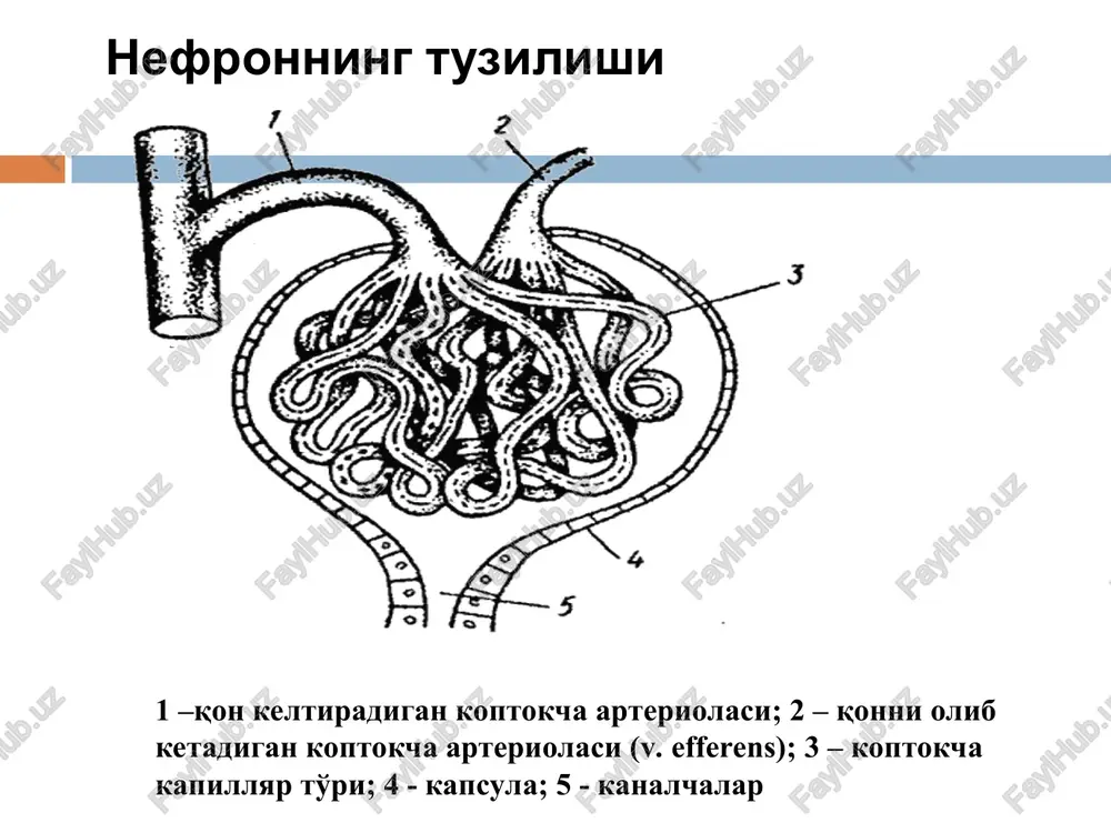 glomerulonefrit - Page 5