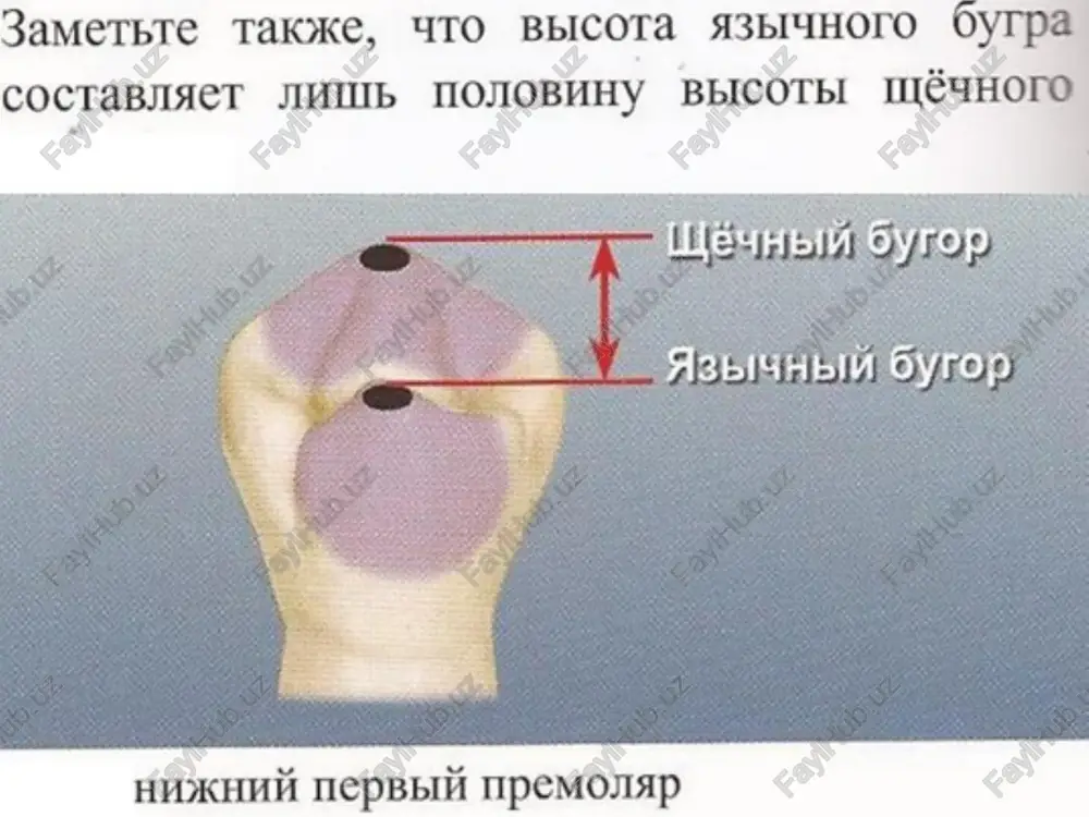 kak otmpabhy!0 touky la paorbi hay, #4 oxkmo3un. een bam yaactes yeraho- “wectononoxenue 1 tiyohhy braqhh, to bce \¢ komiiohehtbi ctahyt ha bom mecta. pa3qenstoue ouccypbi kaxkypiii gokoboii 3y6 umeet wehtpasbhy10 pp: aiouly10 (puccypy, kotopas ipoxoaht ot mezt hoh mobepxhocth k uctanbhoii u pazqenset ha méuhy10 mh heohyr0 (s3bi4hyyio) yacth . ora (buccypa mpo: yepe3 bmaaamhbi kaxktoh amkh h mowhamaetcs yponns rpeons. uehtpanbhas pasneasomtas uccypa tlomumo 9toro mosspbi mmerot mé4hbie 1 hehe (s3b14hbie) paszenmoume gopo3sabi, kotopbie pas aensor 3yobl ha meqmambhyio hm auctaaibhyso uactu. bce bepxhhe mojiapbl, a take biopbie h tpetbm hwkhhe mojiapbi hmeiot orhy wichhye pasqeisomyo (buccypy u ony héohyo (hmm ssbithy1o) pazsleualomly!0 (puccypy. ith goposmee npoxoat b hampablehhh ot lehtpaibhoit pasae— asttoueli (buccyppl mexkay gyrpamu wéqho! hae heghoi (xsbi4hom) lobepxhocth fabiuhan paspennioijan duccypa kak u apyrne kopehubie 3y6s1, nepbbiii hdkehe mojip mmeet abbhhyio pazqenmomyio dmc cypy. oguako 9ttor sy6 umeet ononhhteibeeee wé4hbtii gyrop m, kak cnezctbhe, jonomhhteere …