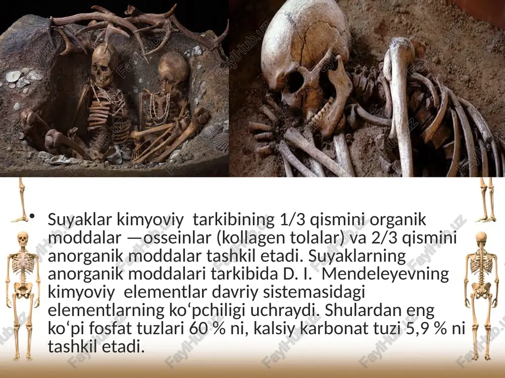 suyaklarning tuzilishi va tarkibi - Page 5