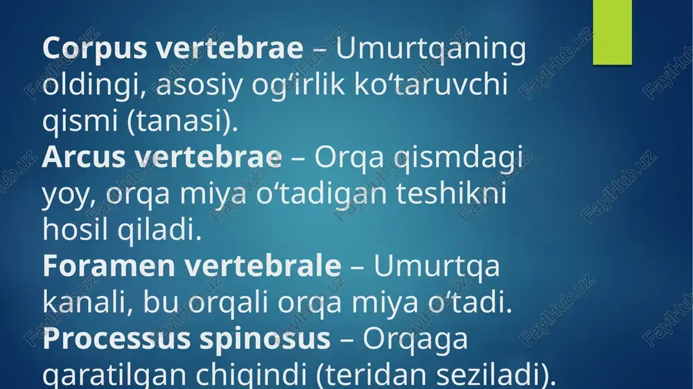 processus (o‘simtalar) umurtqada 7 ta o‘simta bo‘ladi: o‘simta turi tavsifi 1 ta processus spinosus (orqa o‘simta) orqaga qaragan, mushaklar va bog‘lamlar birikadi. teridan seziladi. 2 ta processus transversus (yon o‘simtalar) yonlarga qaragan, mushaklar va qovurg‘alar birikadi (ko‘krak sohasida). 4 ta processus articularis (bo‘g‘im o‘simtalar) yuqoriga va pastga qaragan. qo‘shni umurtqalar bilan bo‘g‘im hosil qiladi. umurtqalar orasidagi disklar (disci intervertebrales) . elastik tuzilmalar: nucleus pulposus va anulus fibrosus qismlaridan iborat. umurtqa pogʻanasining egriliklari (curvaturae columnae vertebralis) zarba yutish va harakatni taʼminlaydi qism tavsifi 1. anulus fibrosus (tashqi halqa) qattiq, mustahkam tolali qatlamlardan iborat. diskni birga ushlab turadi. 2. nucleus pulposus (markaziy yadro) yumshoq, gelga o‘xshash suyuq modda. bosimni teng taqsimlaydi va zarbani yumshatadi. qayerda joylashgan? disklar bo‘yin, ko‘krak va bel umurtqalari orasida mavjud. umg‘aza (os sacrum) va dum suyagi (os coccygis) orasida disk bo‘lmaydi, chunki ular qattiq qo‘shilib ketgan. tibbiy ahamiyati (kasalliklar): 💥 disk churrasi (hernia disci intervertebralis) – anulus fibrosus …