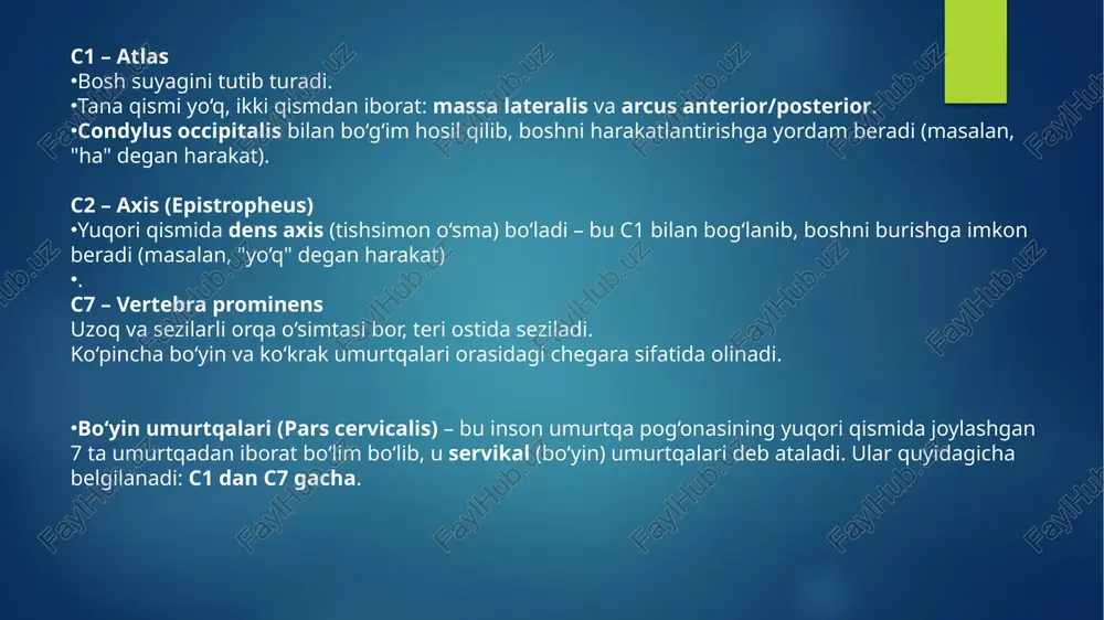 processus (o‘simtalar) umurtqada 7 ta o‘simta bo‘ladi: o‘simta turi tavsifi 1 ta processus spinosus (orqa o‘simta) orqaga qaragan, mushaklar va bog‘lamlar birikadi. teridan seziladi. 2 ta processus transversus (yon o‘simtalar) yonlarga qaragan, mushaklar va qovurg‘alar birikadi (ko‘krak sohasida). 4 ta processus articularis (bo‘g‘im o‘simtalar) yuqoriga va pastga qaragan. qo‘shni umurtqalar bilan bo‘g‘im hosil qiladi. umurtqalar orasidagi disklar (disci intervertebrales) . elastik tuzilmalar: nucleus pulposus va anulus fibrosus qismlaridan iborat. umurtqa pogʻanasining egriliklari (curvaturae columnae vertebralis) zarba yutish va harakatni taʼminlaydi qism tavsifi 1. anulus fibrosus (tashqi halqa) qattiq, mustahkam tolali qatlamlardan iborat. diskni birga ushlab turadi. 2. nucleus pulposus (markaziy yadro) yumshoq, gelga o‘xshash suyuq modda. bosimni teng taqsimlaydi va zarbani yumshatadi. qayerda joylashgan? disklar bo‘yin, ko‘krak va bel umurtqalari orasida mavjud. umg‘aza (os sacrum) va dum suyagi (os coccygis) orasida disk bo‘lmaydi, chunki ular qattiq qo‘shilib ketgan. tibbiy ahamiyati (kasalliklar): 💥 disk churrasi (hernia disci intervertebralis) – anulus fibrosus …