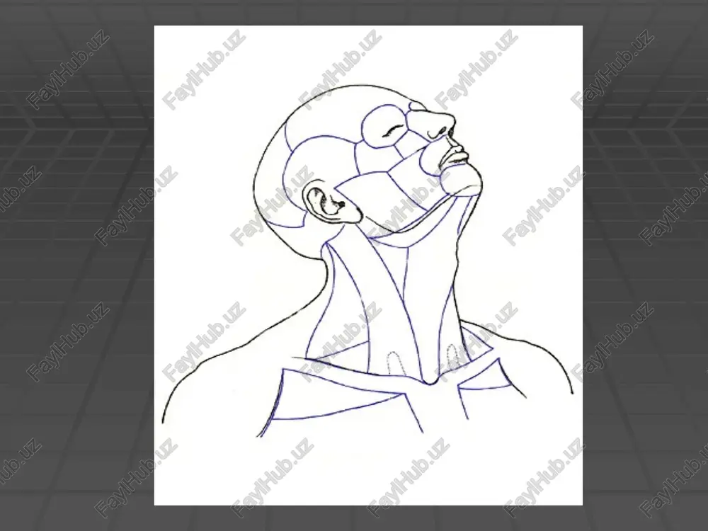 or); 11-m. scalenus medius; 12-m. scalenus posterior; i3-m. trapezius; 14-clavicula; 15-m. pectoralis major; 16-m. sternocleidomastoideus (pars clavicularis); 17-m. sternocleidomastoideus (pars sternalis); 18-m. sternothyroideus; 19-m. sternohyoideus; 20-platisma; 21-os hyoideum. obrazets teksta vtoroy uroven tretiy uroven chetvertiy uroven pyatiy uroven 1-m.masseter; 2-m.stylohyoideus; 3-m.digastricus (venter posterior); 4-m. hyoglossus; 5-m.mylohyoideus; 6-m.digastricus (venter anterior); 7-ansa tendinosus dygastrici; 8-os hyoideum; 9-m.thyrohyoideus; 10-ven-ter superior m. omohyoidei; ll-m. sternohyoideus; 12-m. stemocleidomastoideus; 13-capitulum claviculare m. sternocleidomas-toidei; 14-capitulum pectorale m. stemocleidomastoidei; 15-m. del-toidens; 16-m. pectoralis major; 17-clavicula; 18-m.omohyoideus (venter interior); 19-m.sca)enus posterior; 20-m.scalenus medius; 21-m.scalenus anterior; 22-m.trapezius; 23-m.levator scapulae; 24-m.splenius capitis; 25-glandula parotidea; 26-m.occipitofrontalis (venter posterior). 1- m. mylohyoideus; 2-m. hyoglossus; 3-m.digastricus (venter anterior); 4-os hyoideum; 5-m.thyrohyoideus; 6-m. constrictor pharyngis interior; 7-m. omohyoideus (venter superior); 8-m. sternohyoideus; 9-m. ster-nothyroideus; 10-glandulathyroidea; 11-esophagus; 12-trachea; 13-clav-icula (otrezana); 14-costa 1; 15-m. intercostalis externus; 16-m. scalenus posterior; 17-m.scalenusmedius; 18-m. scalenus anterior; 19-m. omohyoideus (venter inferior); 20-m.longus colli; 21-m. levator scapulae; 22-m. longus capitis (otrezana); 24-m.semispinalis …