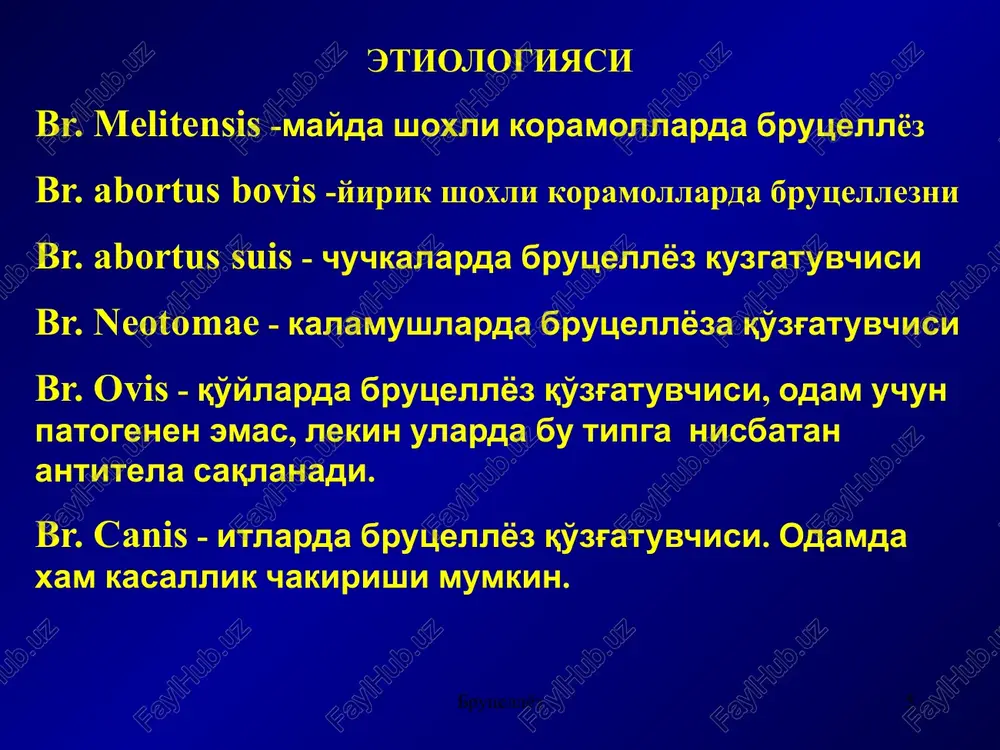 metastazlar shakllanadi. brutsellyoz 17 infektsion-toksik ta'sirlar bilan bir qatorda infektsion-allergik jarayonlar ham namayon bo'la boshlaydi va kasallik nimo'tkir va surunkali fazasiga o'tgandapatomorfologik o'zgarishlar genezida asosiy rol kasb etadi. immunitet ko'tarilgan sari brutsellalar limfogemopoez a'zolari: jigar, taloq, limfa tugunlari, suyak ko'migida fiksatsiyalanadi. keyinchalik bu brutsellalarning taqdiri turlicha bo'ladi: bir qismi organizmdan tashqi muhitga chiqariladi, bir qismi himoya mexanizmlari ta'sirida nobud bo'ladi, bir qismi organizmning ifodalangan javob reaktsiyasini chaqirmay bir necha oylar davomida ko'rsatilgan a'zolarda saqlanib, o'z hayot-faoliyatini ham saqlab qoladi. qulay sharoit yuzaga kelganida (toliqish, sovuq qotish, manfiy emotsiyalar, interkurrent kasalliklar qo'shilishi va b.) organizmda mavjud bo'lgan brutsellalar faollashadi. bunda ularning qaytadan qon oqimiga chiqishi, so'ngra turli azo va to'qimalarda qayta fiksatsiyalanishi, klinik simptomlarning yana yuzaga kelishi sodir bo'ladi – kasallik retsidivi rivojlanadi. ko'pincha epidemik o'choqlarda o'rin tutadigan superinfektsiya brutsellyoz avjlanishi, retsidivi va surunkali shaklga o'tishiga olib keluvchi qo'shimcha omil bo'lib hisoblanadi. shunday qilib kasallikning uzoq (3-3,5 yil) to'lqinsimon, retsidiv va …