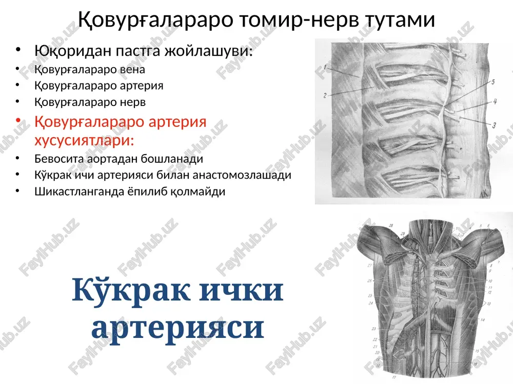 \, ne 7 ,x- thoracica interna be lorpus sterni py ® cut “zn “ —> mm. intercostales 2 mm. intercos externi ld a interni \r. cutaneus anterior (pectoralis) oe ee lobus superior ® 4 ; linea scapularis \ --fissura obl ra obliqua —-b— ~-hioxnit upanoro er “pleura diaphi khir kpait” oro aerkoro pleura costal a + | foo =] lobl glandulse mammariae, 1m, pectoralis| major r. cutaneus ‘anterior pectoralis ar. perforantes (2t. mammarii) glendale mamaria ‘lobl w tobull landulae mammeriae ductus letiert sinus teetifert arcot mammae mamma 100 we 3 page 13 of 141 d diyiisolo [ronenoasthorax-divu| se cst view hypertinis navigate thumbnais side show window help ae?) +h el a 6 we for help, press fi pacoaaumcone 6porso-nymanonaanstcenteren ence nx ornonene x gpommanmstomy sepeny (mj, 9.196 bano {neu enter races errr ern sata ares ere cere eye ‘oumenereot aru, sacs mpgenen seeps rea une ef ates ered eeea n …
