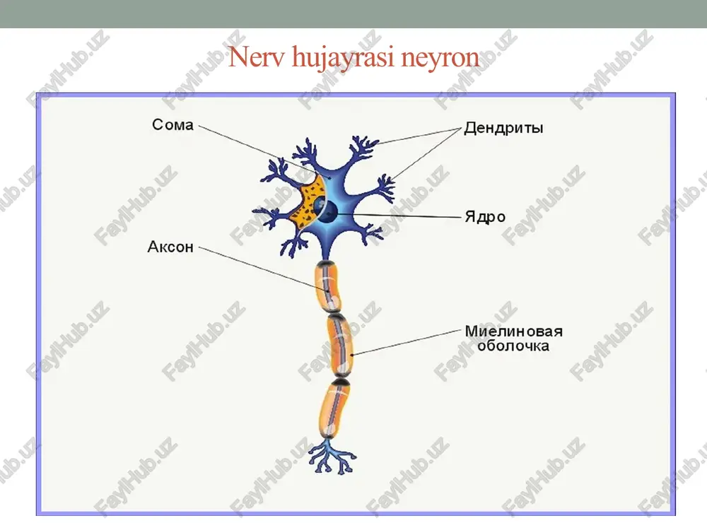 nervto’qimasi–hujayralar tuzilishi - Page 5