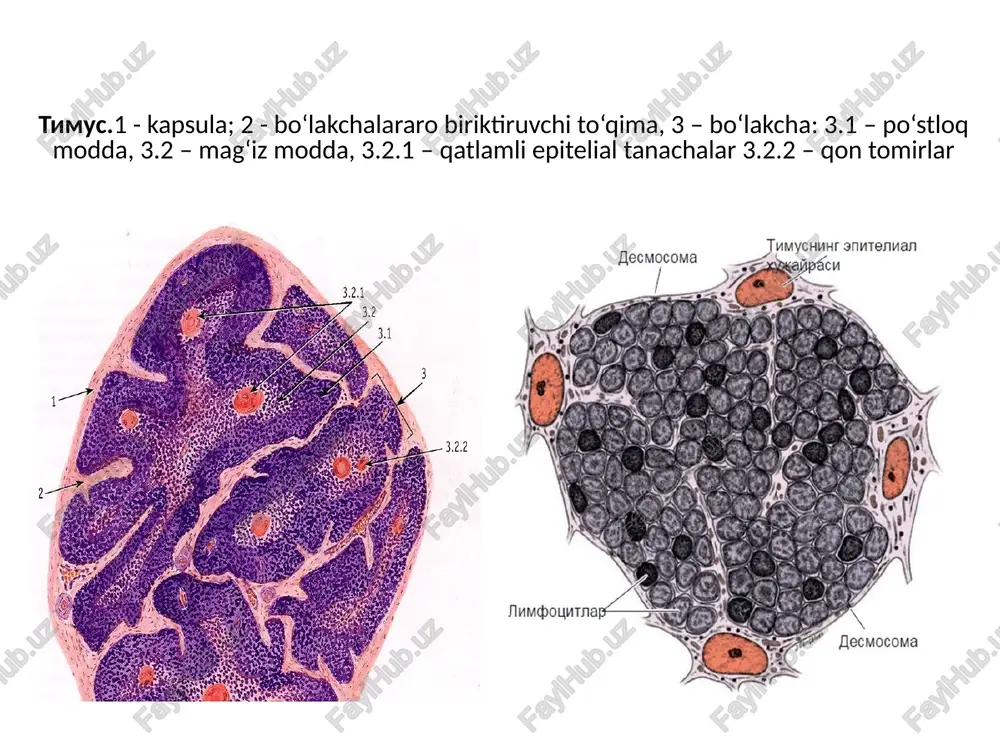 ews | drug discovery /docprops/thumbnail.jpeg massy: «qon yaratuvel mun himoya a’zolari latent opraunapee enn cpm ee speco gere) 2-tepmbepm opromaprs “tna tepe “mewar ream mangons ryan ayers maxpysaw ara yomyeon: mazanmoss [vaan méparmosea
