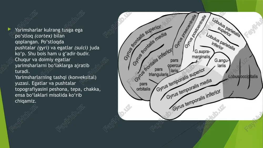 ctorius orasida to‘g‘ri pushta (gyrus rectus) mavjud. hidlov egatining tashqi-yon tomonida orbital egatchalar (sulci orbitales) va orbital pushtalar (gyri orbitales) joylashgan. yarimsharlarning bazal qismida yaxshi ko‘zga tashlanadigan kollateral egatdan oldinda burun egati (sulcus rhinalis) bor. uning lateral qismidan gyrus parahippocampalis va uncus o‘rin olgan. kollateral egatning lateral qismida medial ensa-chakka pushtasi (gyrus occipitotemporalis medialis) joylashgan. gyrus occipitotemporalis medialis bilan gyrus occipitotemporalis lateralis ni bir-biridan ensa-chakka egati (sulcus occipitotemporalis) ajratib turadi. limbik sistema. katta miyaning medial yuzasida, ya’ni qadoqsimon tana va talamus atrofida joylashgan tuzilmalar limbik sistema tarkibiga kiradi katta yarimsharlar po‘stlog‘i arxitektonikasi katta yarimsharlar po‘stlog‘ining morfologik tuzilishi xususiyatlarini o‘rganuvchi yo‘nalish po‘stloq arxitektonikasi deb yuritiladi. po‘stloqda neyronlar joylashuvini o‘rganishga po‘stloq tsitoarxitektonikasi, po‘stloqda nerv tolalari joylashuvi va yo‘nalishini tadqiq qiluvchi sohaga po‘stloq mieloarxitektonikasi deyiladi. filogenetik (evolyutsion) nuqtai nazardan po‘stloqning qadimgi (archiocortex), keksa (paleocortex) va yangi (neocortex) sohalari farqlanadi. tishsimon, tasmasimon va paragippokampal pushtalar hamda gippokamp arxikorteks deyiladi. undan keyinroq paydo bo‘lgan, ya’ni …