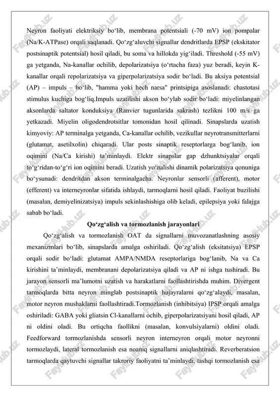 stimulus kuchiga bog‘liq.impuls uzatilishi akson bo‘ylab sodir bo‘ladi: miyelinlangan aksonlarda saltator konduksiya (ranvier tugunlarida sakrash) tezlikni 100 m/s ga yetkazadi. miyelin oligodendrotsitlar tomonidan hosil qilinadi. sinapslarda uzatish kimyoviy: ap terminalga yetganda, ca-kanallar ochilib, vezikullar neyrotransmitterlarni (glutamat, asetilxolin) chiqaradi. ular posts sinaptik reseptorlarga bog‘lanib, ion oqimini (na/ca kirishi) ta’minlaydi. elektr sinapslar gap dzhunktsiyalar orqali to‘g‘ridan-to‘g‘ri ion oqimini beradi. uzatish yo‘nalishi dinamik polarizatsiya qonuniga bo‘ysunadi: dendritdan akson terminalgacha. neyronlar sensorli (afferent), motor (efferent) va interneyronlar sifatida ishlaydi, tarmoqlarni hosil qiladi. faoliyat buzilishi (masalan, demiyelinizatsiya) impuls sekinlashishiga olib keladi, epilepsiya yoki falajga sabab bo‘ladi. qo‘zg‘alish va tormozlanish jarayonlari qo‘zg‘alish va tormozlanish oat da signallarni muvozanatlashning asosiy mexanizmlari bo‘lib, sinapslarda amalga oshiriladi. qo‘zg‘alish (eksitatsiya) epsp orqali sodir bo‘ladi: glutamat ampa/nmda reseptorlariga bog‘lanib, na va ca kirishini ta’minlaydi, membranani depolarizatsiya qiladi va ap ni ishga tushiradi. bu jarayon sensorli ma’lumotni uzatish va harakatlarni faollashtirishda muhim. divergent tarmoqlarda bitta neyron minglab postsinaptik hujayralarni qo‘zg‘alaydi, masalan, motor …