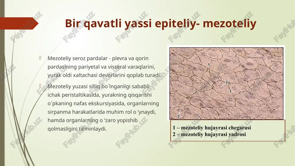 epiteliy to’qimasi textus epithelialis - Page 5