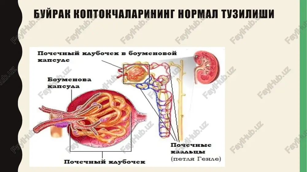 qlik ma'lum vaqt davomida kichik portsiyalarda qorin bo'shlig'iga kiritiladi. u erda metabolizm maxsulotlari bilan to'yinadi, so'ngra yana yangi eritma bilan alishtiriladi. peritoneal dializ 20 - 25% bemorlar uchun, 40 - 50% bemorlarda gemodializ yaxshiroq, qolgan 25 - 30% bemorlarda ikki usul teng samara beradi. sbeni davolashning eng samarali usullaridan biri buyraklar transplantatsiyasi. surunkali buyrak etishmovchiligi obektiv: teri qoplami: rangpar-sariq, quruq, qichinish izlari, ko'karishlar og'izdan ammiak xidi kelishi ab ko'tarilishi (ko'proq diastolik) chap qorincha gipertrofiyasi cho'qqi turtkisi kuchaygan va kengaygan yurak chegaralari chapga siljigan perikard ishqalanish shovqini mushaklarning talvasali qisqarishi entsefalopatiya xolatlari kuchaygan uremik koma rivojlanishi laborator-instrumental tekshiruv: qon: mochevina, siydik kislota, kreatinin, indikan miqdori ortgan. siydik: izogipostenuriya, nikturiya. e'tiboringiz uchun raxmat! image1.png image2.png image3.png image4.png image5.png image6.png image7.png image8.png image9.png image10.png image11.png image12.png image13.png image14.jpg image15.jfif petynauma aptephanilho- to aabaehia. town ya cryo a perynauwn aprepy- anguoro aaanenus, oovema spoon wtonycacocyancron petyaauna bogho-coneboro obmeha. owns aupa sarumanoteewecrs ywacreyioue 8 pery- …