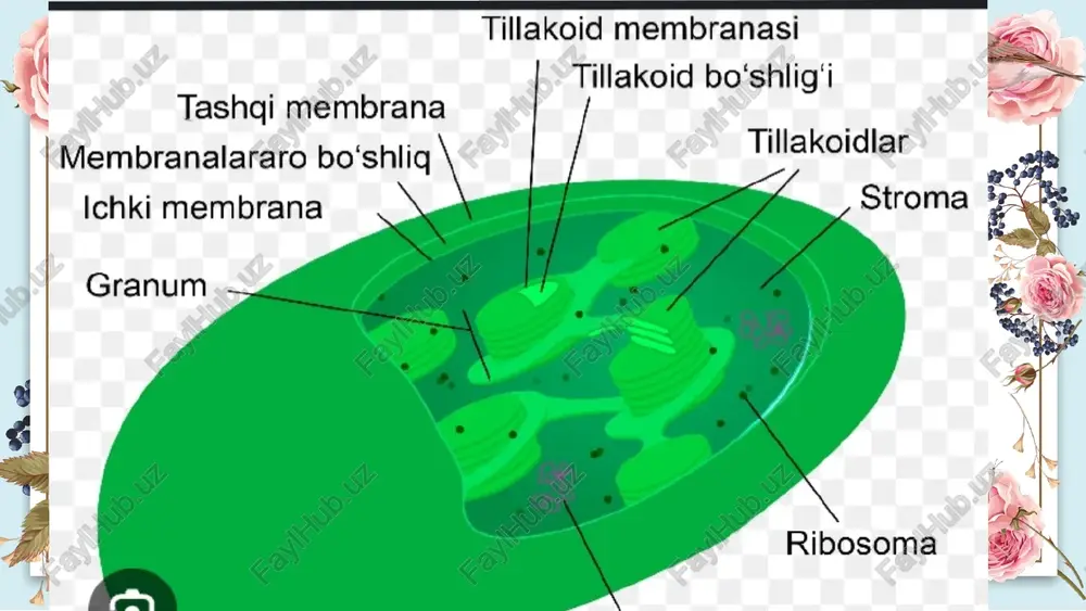 plastidalarning turlari va ularning vazifalari - Page 5
