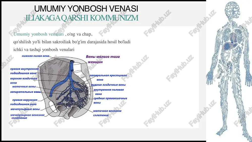 umumiy, ichkii va tashqi yonbosh arteriyalari - Page 5