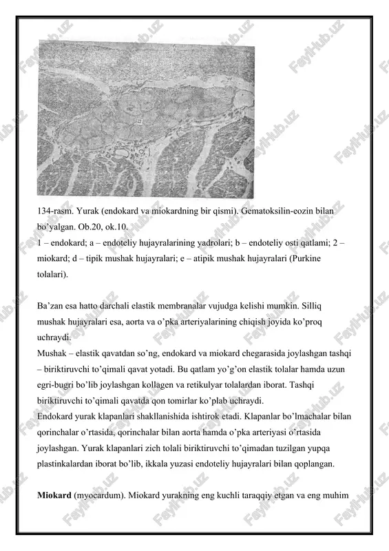 batan ko’ndalangiga yo’nalib, odatdagi preparatlarda to’q bo’yaluvchi chiziqlar tarzida ko’rinadi. ular yurak mushagining eng xarakterli tuzilmalaridir. 135 - rasm. miokardning polyarizatsion mikroskopda ko’rinishi. ob 40. ok. 20. 1 – yurak mushak tolalari; 2 – oraliq disklar; 3 – miofibrilla tolalarining ko’ndalang chiziqlari. ko’p yillar davomida oraliq plastinkalar gistologlar munozarasining mavzui bo’lib kelgan. ularning tuzilishi va faoliyati haqida xilma-xil fikrlar yuzaga kelgan. oraliq plastinkalarni tad-qiqotchilarning ba’zilari yo`g`onlashgan disk, ba’zilari qisqarish yo’llari, ba’zilari esa artefakt, boshqalari mushak tolalarining oziqlanishida qatnashuvchi maxsus tuzilmalar deb hisoblashgan. faqat elektron mikroskop qo’llanilgandan keyingina oraliq plastinkalarning haqiqiy morfologik mohiyati aniqlandi. ular murakkab tuzilishga ega. oraliq plastinka aslida ketma-ket yotgan ikki hujayraning plazmatik membranalaridan tuzilgan miotsitlararo chegara bo’lib (136-rasm), bu membranalar tor hujayralararo bo’shliq vositasida bir-biridan ajralib turadi. qo’shni hujayralar qobig’ining bo’rtmalari bir-biriga botib turishi tufayli mushak tolalarining bo’ylama kesmalarida oraliq plastinka ko’pincha mushak tolasini to’g’ri chiziq bo`ylab kesib o’tmay, balki «zinapoya» singari yo’nalishga ega bo’ladi. oraliq plastinka …