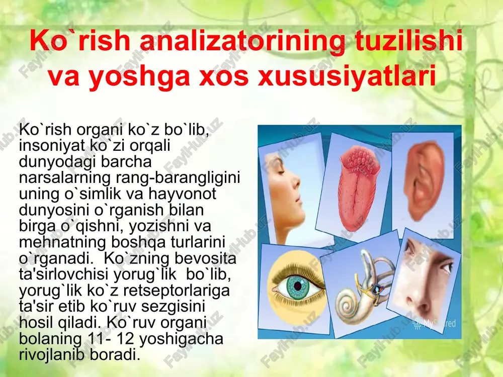 ko'ruv analizatori. ko'zning optik va retseptor tizimi - Page 5