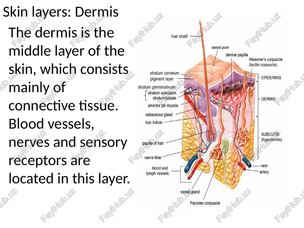 skin structure and function - Page 5