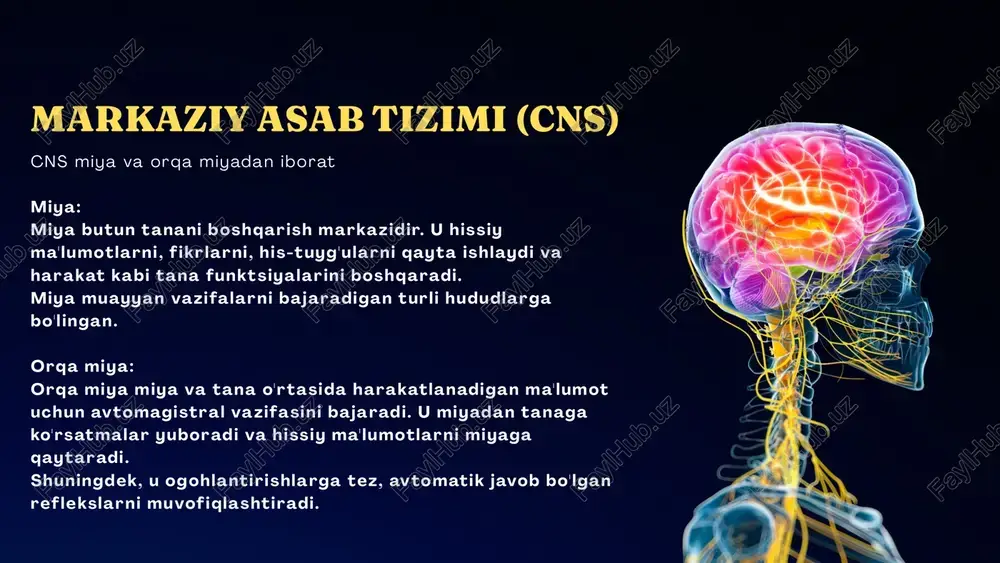 asab tizimlari - Page 5