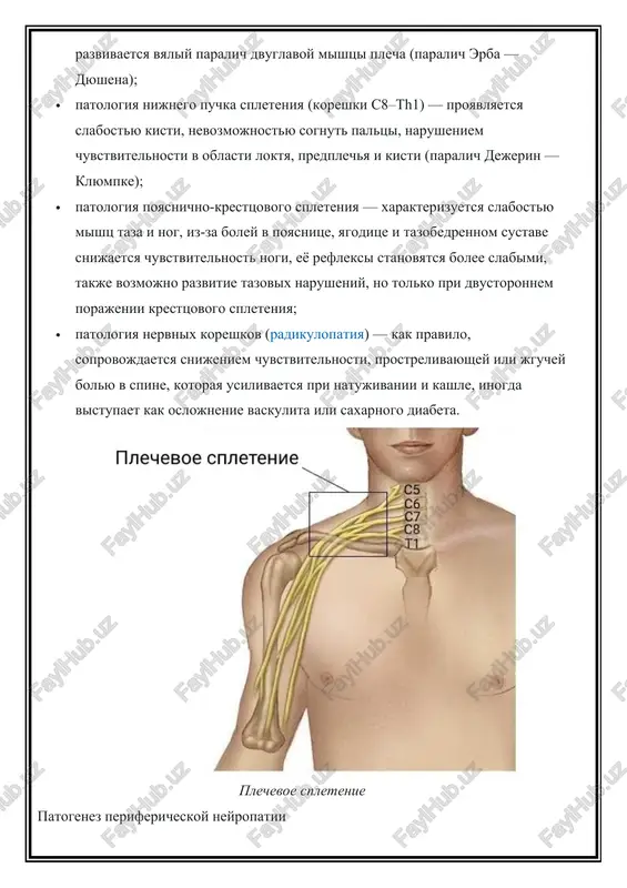 azlichnie veshestva, a mitoxondriyam videlyat energiyu. dalee narushaetsya mielinovaya obolochka. etot protsess mojno prekratit, esli ustranit prichinu (naprimer, pri diabeticheskoy polineyropatii neobxodimo skorrektirovat uroven saxara v krovi). svobodnie radikali i problemi s tkanevim dixaniem takje narushayut metabolizm v mitoxondriyax. · demielinizatsiya — povrejdenie mielina, posle kotorogo impulsi medlennee dvijutsya po nervu. chasto nablyudaetsya pri autoimmunnix zabolevaniyax, naprimer pri rasseyannom skleroze, tak kak autoimmunnie reaktsii vozdeystvuyut na antigeni mielina. mielin takje razrushaetsya pri nasledstvennix boleznyax ili pri mielinopatiyax. demielinizatsiya takje sushestvuyut drugie mexanizmi povrejdeniya: · defitsitarnie polineyropatii — svyazani s defitsitom vitaminov gruppi v, kotorie uchastvuyut v okislitelno-vosstanovitelnix protsessax organizma. mogut bit sledstviem xronicheskoy patologii jkt, pri kotoroy narushaetsya protsess vsasivaniya (naprimer, pri nespetsificheskom yazvennom kolite, pankreatite, atroficheskom gastrite i dr.). · kompressionno-ishemicheskie neyropatii — porajenie perifericheskogo nerva v anatomicheskix sujeniyax, gde proxodit nerv (naprimer, otverstie v svyazke, kostno-fibrozniy kanal i t. d.). takje vozmojno pri dlitelnom vneshnem sdavlivanii nerva, naprimer …