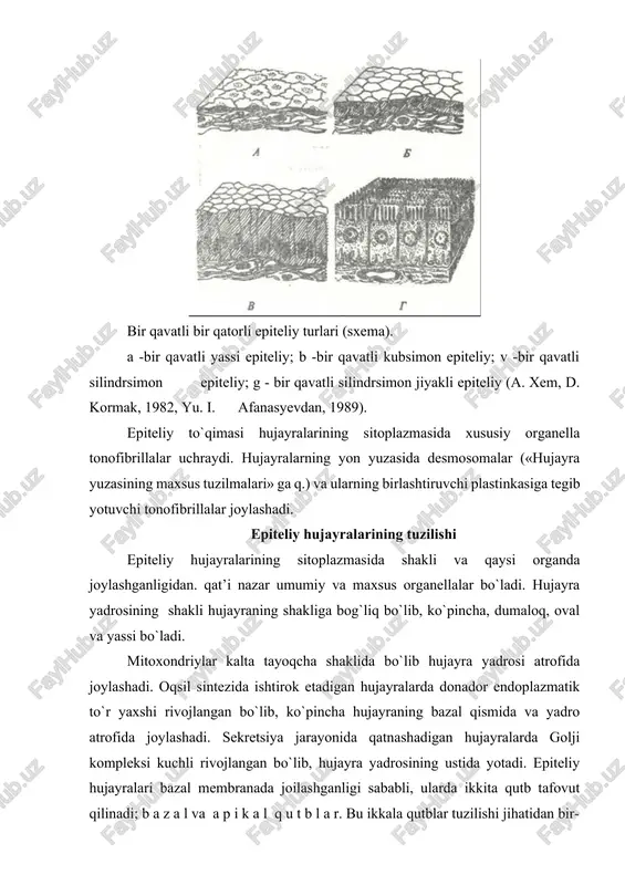 vra va qorin pardasining pariyetal va vistseral varaqlarini, yurak oldi xaltachasi devorlarini qoplab turadi. mezoteliy hujayralari (masalan, charvining yaxlit preparati) ust tomondan qaraganda notekis chegarali va turli shaklda ekanligi yaqqol ko`rinadi. bu hujayralarning ikki yoki uchta yassilashgan yadrolari bo`lib, ular joylashgan joy bir oz bo`rtib turadi. elektron mikroskopik tekshirishlar natijasida yassn epiteliy hujayralarining qorin bo`shlig`iga qaragan erkin yuzasida mikrovorsinkalar borligi aniqlandi. mikrovorsinkalar mezoteliy yuzasini ancha kengaytiradi. hujayralar bir-biri bilan desmosomalar yordamida bog`lanadi. mezoteliy yuzasi silliq bo`lganligi sababli ichak peristaltikasida, yurakning qisqarishi, o`pkaning nafas ekskursiyasida„ organlarning sirpanma harakatlarida muhim rol o`ynaydi, hamda organlarning o`zaro yopishib qolmasligini ta’minlaydi. bundan tashqari, mezoteliy hujayralari fagotsitoz qilish xususiyatiga ham ega. masalan, ular yot zarrachalarni, mikroblarni, melanin kiritmalarini qamrab oladi. shuning uchun ham epitelny to`qimasi biriktiruvchi to`qima va tana bo`shliqlari o`rtasidagi «seroz-gemolimfatik to`siq»ni hosil qilishda ishtirok etadi. mezoteliy yuksak fiziologik qayta tiklanish qobiliyatiga ega. mezoteliy hujayralarining o’ziga xos xususiyati ulardagi dekompleksatsiya jarayonidir. bu jarayon davomida hujayralarda …