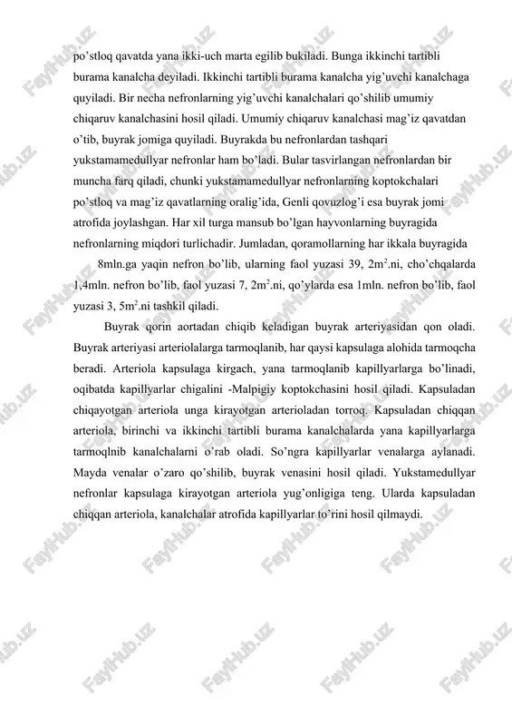 idan oqayotgan qon plazmasida erigan moddalar shumlyanskiy-boumen kapsulasiga shimilib, filtrlanib o’tadi. kapillyarlar endoteliyasi (devori) va kapsula ichki devori tegishli tuzilishga ega bo’lganligi tufayli (teshikcha va yoriqchalarning juda kichikligi) plazma oqsillari filtrlanib o’tmasdan, balki faqat suv va plazmada erigan boshqa moddalar, jumladan, molekula og’irligi uncha katta bo’lmagan albuminlarning juda oz qismigina filtrlanib o’tishi mumkin. filtrlanish jarayoniga yordam beruvchi va unga bir muncha qarshilik qiluvchi omillar bor. koptokcha kapillyarlarida qon bosimi baland bo’lib, simob ustuni hisobi bo’yicha 90 mm.ni tashkil qiladi. kapillyarlarda qon bosimining baland bo’lishi filtratsiyaning amalga oshishiga katta ta’sir ko’rsatadi. plazma oqsillari hosil qilgan onkotik bosim esa filtratsiyaga qarshilik ko’rsatadi. ammo onkotik bosim juda past, u bor-yog’i 20-30mm. simob ustunidan oshmaydi. shu sababli oqsillarning bu kolloid bosimi odatda filtratsiyaga deyarli ta’sir ko’rsatmaydi. ammo ba’zi sabablarga ko’ra onkotik bosimning oshib ketishi fil’tratsiyaning bir muncha sekinlashishiga sabab bo’lishi mumkin. shunday qilib, filtratsiya oqibatida kapillyarlardan kapsula va kanalchaga ma’lum miqdorda suyuqlik shimilib o’tadi. …