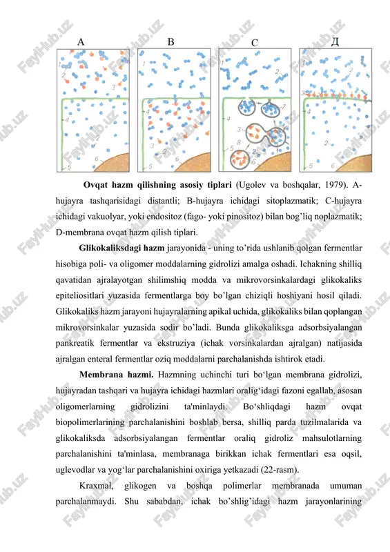 ana gidrolizi 80% ni uzadi. membranada hazm jarayonining sxemasi (ugolev va boshqalar, 1983). 1-oziq substratlari; 2-polimerlarning gidrolizlanishi natijasida hosil bo’lgan oligomerlar; 3-oligomerlarning gidrolizlanishi natijasida hosil bo‘lgan dimerlar, 4-glikokaliks; 5-membrana; 6-lateral glikokaliks; 7-mikrovorsinkalar; 8-pankreatik fermentlar; 9- tabiati ferment bo‘lmagan substratlar; 10-membrana fermentlari, 11-membrana transport tizimi. ichak fermentlarining deyarli barchasi membranadagi gidrolizda ishtirok etadi. uglevodlar parchalanishini γ-amilaza, maltaza, saxarasa-izomaltaza, laktaza va tregalaza, oqsillar parchalanishini aminopeptidaza, tripeptidaza va dipeptidazalar oxiriga yetkazadi. monoglitseridlipaza va ishqoriy fosfatazalar muvofiq ravishda yog’lar va fosfor kislotasi efirlarining parchalanishini yakunlaydi. membranadagi hazmning tezligiga birinchi galda bo’shliqdagi hazmning tezligi ta'sir qiladi. bo’shliqdagi hazmning o’zgarishiga olib keluvchi omillar membrana hazmini ham o’zgartiradi. bundan tashqari, membrana gidroliziga buyrak usti bezi gormonlari, ovqatning sifati, ichak harakatlari, membrananing fermentlarni sorbsiyalash xususiyati, so’rilish tezligi sezilarli ta'sir ko’rsatadi. hazm tizimining funksiyalari hazm tizimining hazm jarayoni bilan bog’liq va hazm jarayoni bilan bog’liq bo’lmagan funksiyalari farqlanadi. hazm bilan bog’liq bo’lgan funksiyalarga sekretor, motor va so’rilish jarayonlari kiradi; …