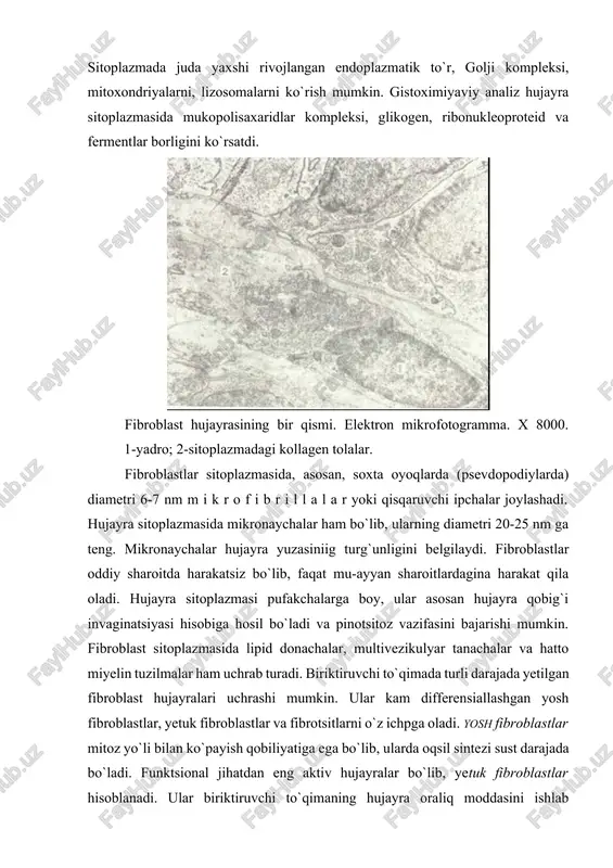 l fibroblastlarning boshlang`ich hujayralari dif-ferentsiallashib, ulardan yosh fibroblastlar, so`ngra esa yetuk fibroblastlar hosil bo`ladi. yetuk fibroblastlar ko`payish va sintez qilish qobiliyatini yo`qotgandan so`ng fibrotsitlarga (definitiv shaklga) aylanadilar. fibroblastlarning boshlang`ich hujayralari ikki xil bo`lishi mumkin deb hisoblanadi. ularning birinchi xilidan qisqa muddat (bir necha hafta) yashovchi va himoya - trofik to`qimalarda uchrovchi fibroblastlar, ikkinchisidan esa uzoq (bir necha oylar) yashovchi va tayanch to`qimalarda joylashuvchi fibroblastlar takomillanadi. makrofaglar (makrofagotsitlar, macrophagocyti) makrofaglar biriktiruvchi to`qimaning fibroblastlardan keyingi ko`p uchraydigan hujayralari hisoblanib, biriktiruvchi to`qima hujayralarining taxminan 10-20% ini tashkil qiladi. bu hujayralarning ikki turi farq qilinadi: siyrak biriktiruvchi to`qimada joylashgan erkin makrofaglar va o`troq makrofaglar. utroq (fiksatsiyalangan) makrofaglar jigar, taloq, suyak ko`migi, limfa tugunlari, markaziy nerv sistemasi (mikrogliya) va yo`ldoshda uchraydi. makrofaglar yumaloq va ovalsimon shaklga ega bo`lib, elektron mikroskop ostida karalganda sitoplazma qobig`i o`simtalarini ham ko`rish mumkin. hujayra yadrosi xromatinga boy, uning sitoplazmasida organellalardan tashqari ko`p miqdorda kiritma va vakuolalar bo`ladi. sitoplazmadagi kiritma va …