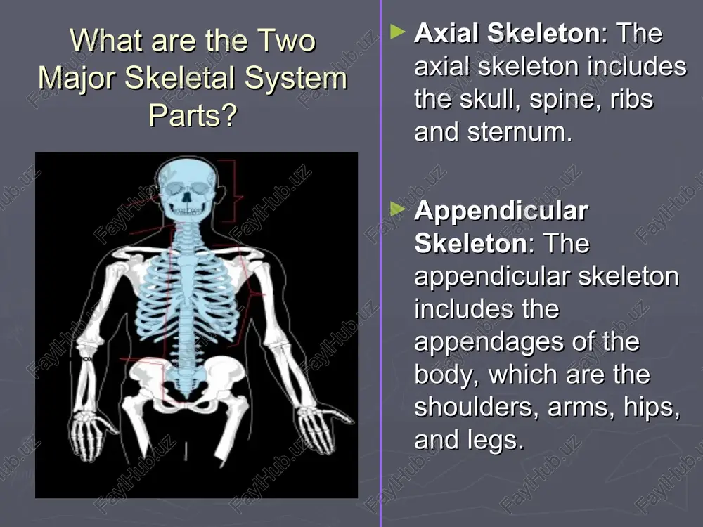 skeletal system - Page 5