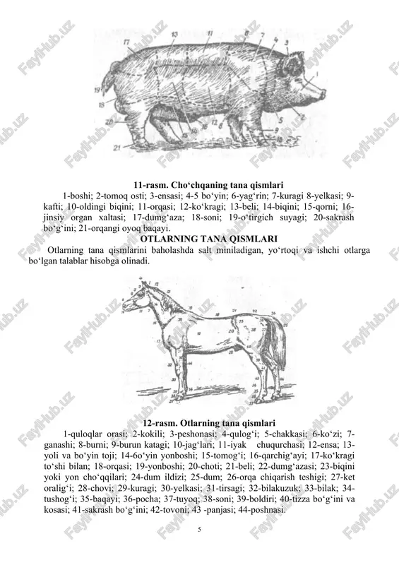 ning ustki qismi; 28-bo‘ynining o‘rta qismi; 29-dum patlari; 30-bo‘ynining pastki qismi; 31-orqasining yuqori qismi; 32-orqasining o‘rta qismi; 33- beli; 34-dumining katta kokillari; 35- dumining mayda kokillari va qoplag‘ich patlari; 36-dumining bel kokillari; 37-dumining mayda qoplag‘ich patlari; 38-ikkinchi tartibli qanot patlari; 39-birinchi tartibli qanot patlari; 40-soni va boldiri; 41-orqa barmog‘i. nazorat savollari 1.konstitutsiya so`zini izohlab bering. 2.ekstererni xarakterlovchi tana qismlarini aytig. 3.inter’er nima? 2- mashg‘ulot: qishloq xo‘jalik hayvonlaring tana o‘lchamlari va indekslari. mashg‘ulotning maqsadi: har xil turdagi chorva hayvonlarining tana qismlarini o‘rganish. dastlab ish daftarida har xil turdagi hayvonlarning tana qismlarini indekslarini o‘rganish. uslubiy qo‘llanmalar. har xil turga mansub bo‘lgan hayvonlarni asosiy tana qismlarini mahsuldorlik bilan bog‘liqligini tahlil qilib o‘rganish. kerakli materiallar. ish daftari, har xil turga mansub bo‘lgan hayvonlar tasviri tushirilgan bosmalar, rasmlar va mulyajlar. o‘lchash yo‘li bilan o‘rganish ancha aniqlik kiritadi va tana qismlarining rivojlanishi haqida xulosa chiqarish mumkin. hayvonlar tanasining qismlari o‘lchov tayog‘i, o‘lchov sirkuli, shtangen- sirkul, o‘lchov …