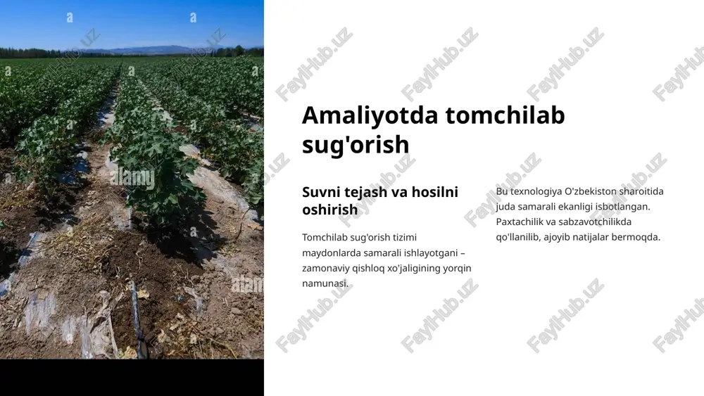 yicha innovatsion texnologiyalarni qo‘llash zarur. shu bilan birga, aholining ekologik savodxonligini oshirish va davlat tomonidan qo‘llab-quvvatlashni kuchaytirish ham muhim ahamiyatga ega. sho'rlanish nima va uning tuproqga ta'siri tuproq sho'rlanishi – tuproqda ortiqcha tuz to'planishi natijasida yuzaga keladigan jarayon bo'lib, u qishloq xo'jaligiga jiddiy zarar yetkazadi. unumdorlikning pasayishi sho'rlangan tuproqlarda o'simliklar ozuqa moddalarini to'liq o'zlashtirolmaydi. tuproqning biologik faolligi susayadi va hosildorlik keskin kamayadi. eng xavfli holatda tuproq umuman qishloq xo'jaligi ishlab chiqarishi uchun yaroqsiz holatga kelishi mumkin. o'simliklarning o'sishini sekinlashtirish tuz o'simlik ildizlari orqali suv so'rilishiga to'sqinlik qiladi. natijada o'simliklar suv tanqisligidan aziyat chekadi, hatto etarli namlik mavjud bo'lsa ham. bu jarayon o'sishni sekinlashtiradi va o'simlikni zaiflashtiradi. suv resurslarining ifloslanishi sho'rlangan tuproqlardan drenaj suvlari er osti va yer usti suv manbalariga tushib, ularni ifloslantiradi. bu ichimlik suvi va keyingi sug'orish uchun suvning sifatiga salbiy ta'sir ko'rsatadi. sho'rlanish darajasini aniqlash usullari laboratoriya tahlili tuproq namunalarini olish va maxsus laboratoriyalarda kimyoviy tahlil qilish. …
